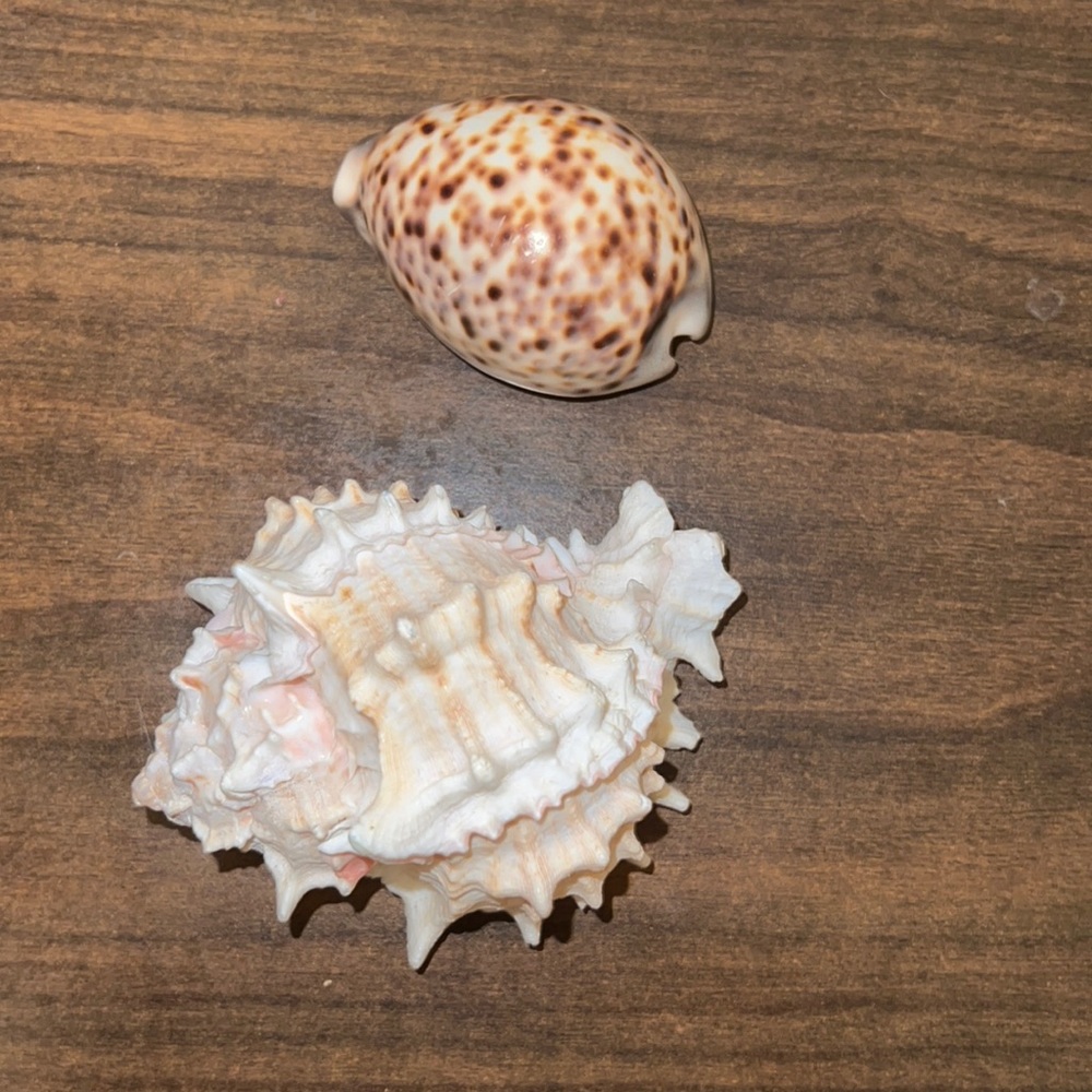 Two shells - Picture 1 of 2
